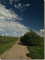 Wilderen: een landweg tussen de plantages (foto genomen met polarisatiefilter)