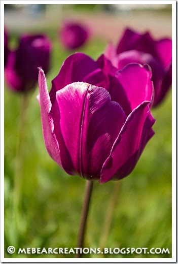 Tulip001