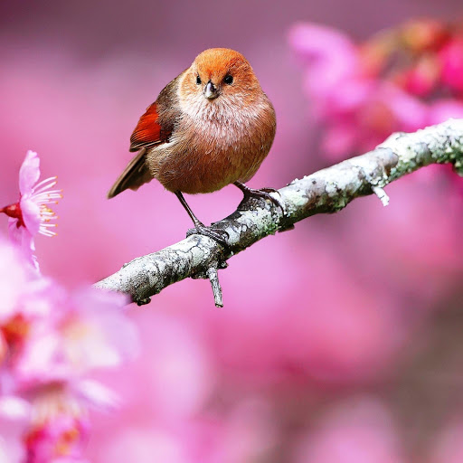 Hd-150381-ascw150381