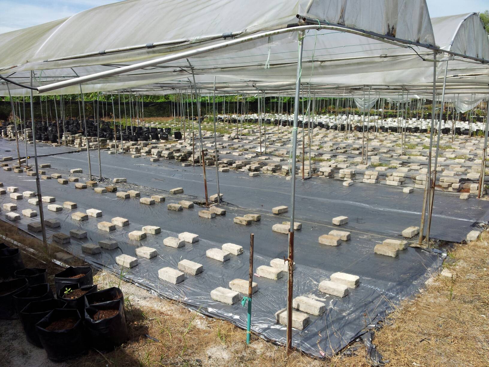 cii fertigasi, tanaman cili, kos murah fertigasi,