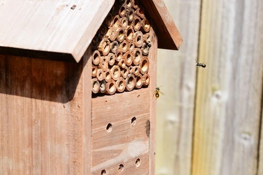 Mason bees fighting for a place to lay their eggs