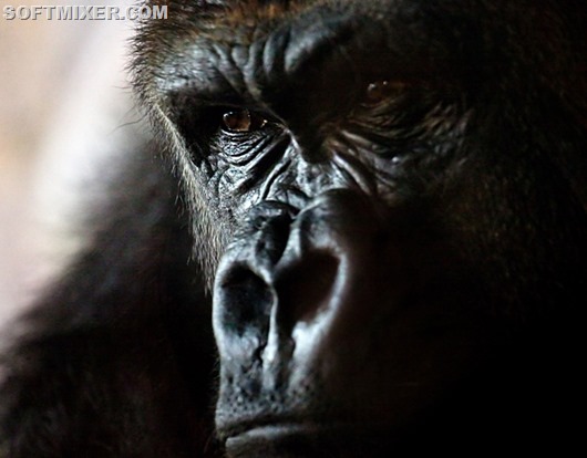 Animals_Monkeys_Angry_gorilla_036459_