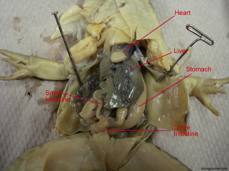 exploringbio: another site dissection frog spleen diagram project 