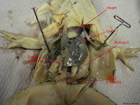 Frog Diagram Labeled Frog Diagram Labeled