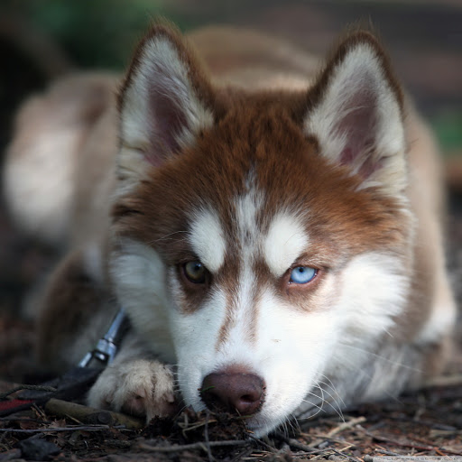 Hd-135733-ascw135733