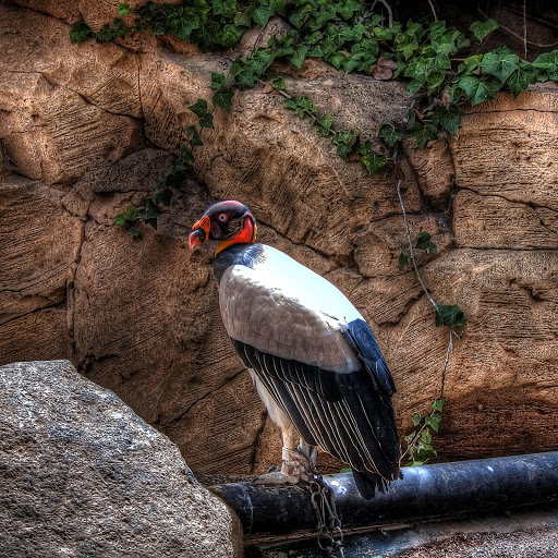 Hd-181312-ascw181312