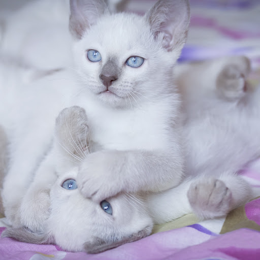 Hd-175306-ascw175306