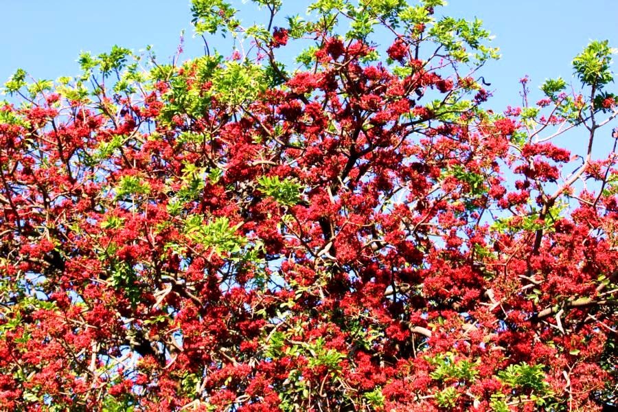 [Schotia-brachypetala%255B3%255D.jpg]