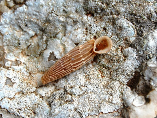 Monte_Cofano_Siciliaria_crassicostata Monte_Cofano_Siciliaria_crassicostata