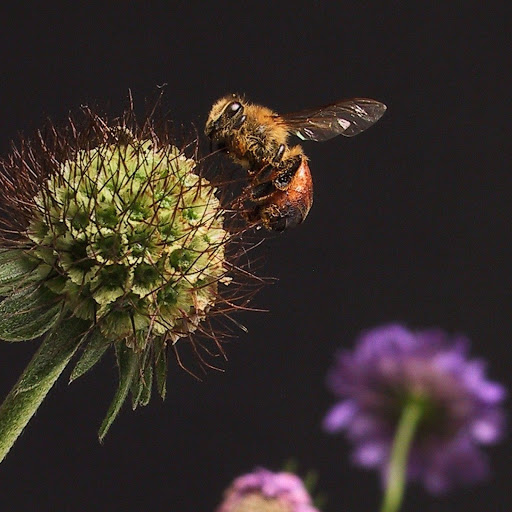 Hd-136514-ascw136514