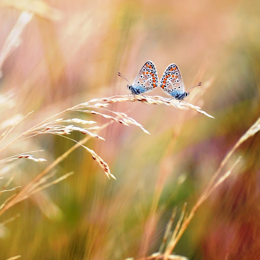 Hd-142025-ascw142025