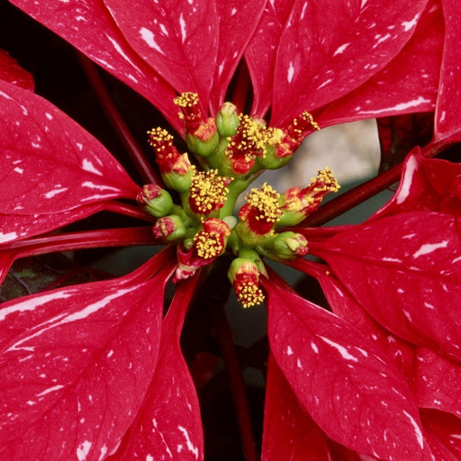 Hd-132930-ascw132930