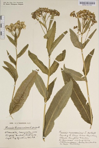 [senecio%2520flu%255B4%255D.jpg]