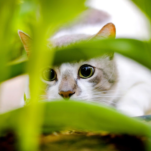 Hd-141898-ascw141898