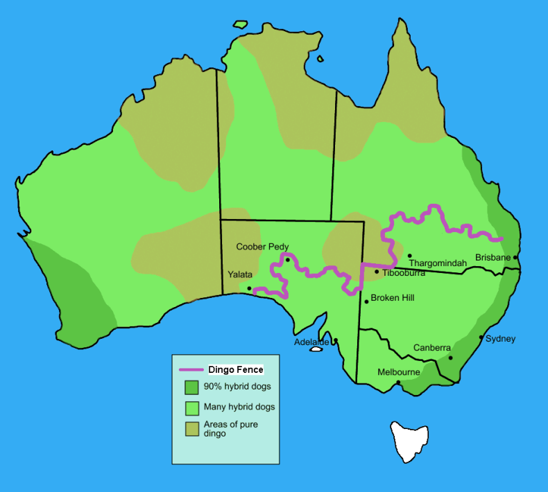 Dingo_fence_in_Australia Dingo_fence_in_Australia