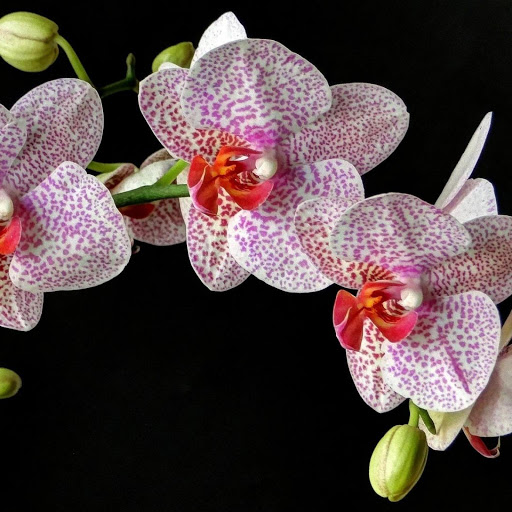 Hd-147681-ascw147681