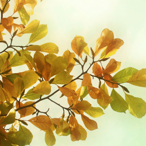 Hd-149783-ascw149783