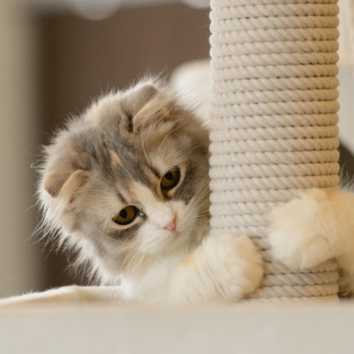 Hd-170501-ascw170501