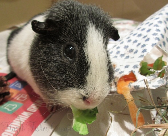 2014Jan19 Basil guinea pig
