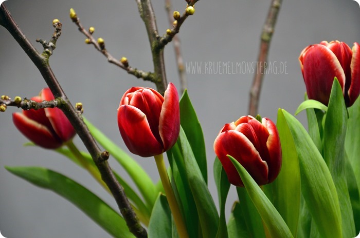 rote Tulpen (07) mit Kirschblütenzweigen am FridayFlowerday