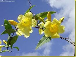 yellow jasmine 2