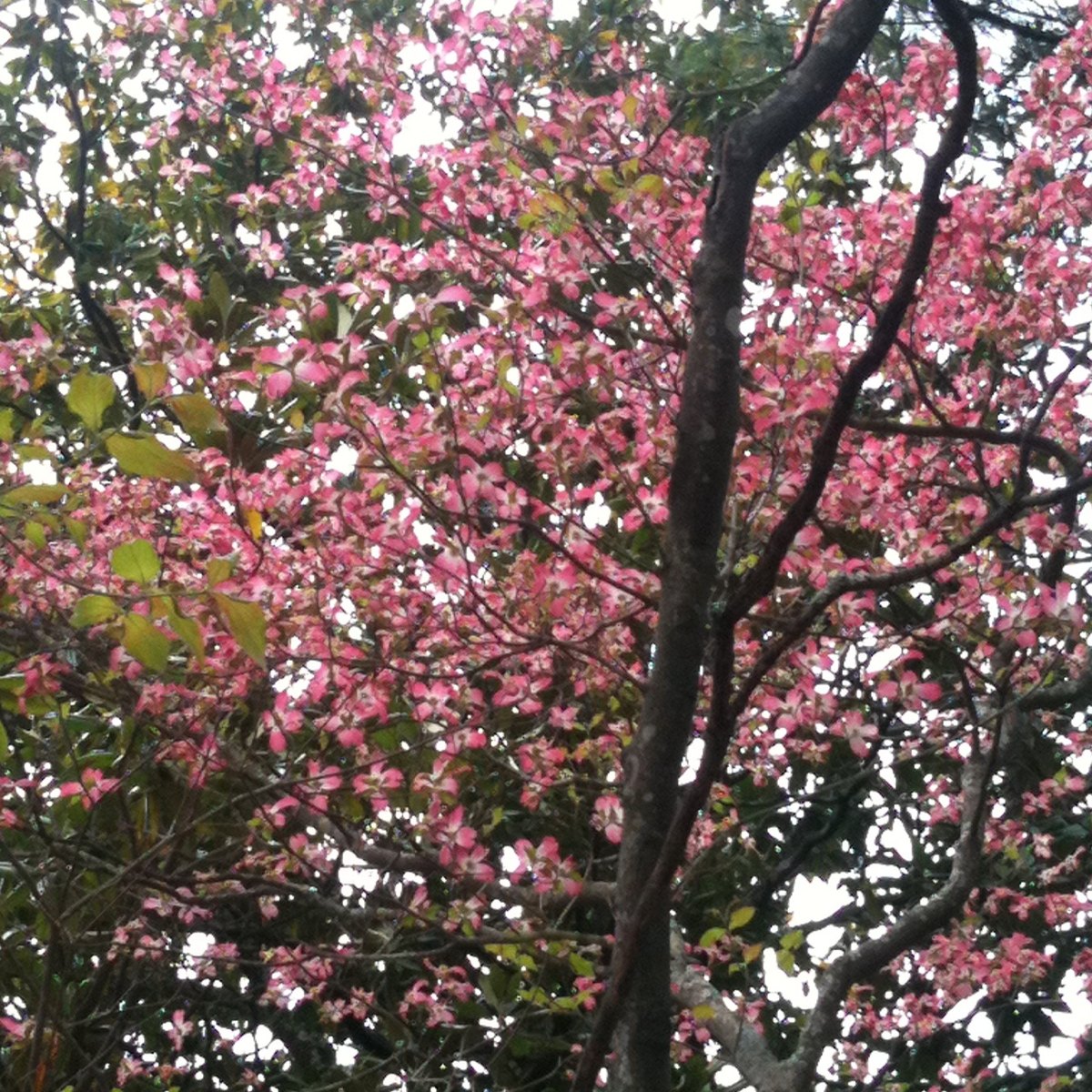 Flowering Dogwood (pink)