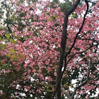 Flowering Dogwood (pink)