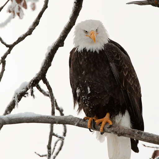 Hd-161158-ascw161158