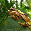 Harlequin Tree frog