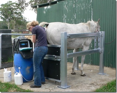 vet_scanning_horse_size_mare_invet_crush11[1]