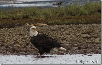 Eagle on the shore