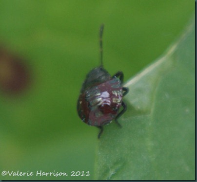 shieldbug Picromerus bidens 2