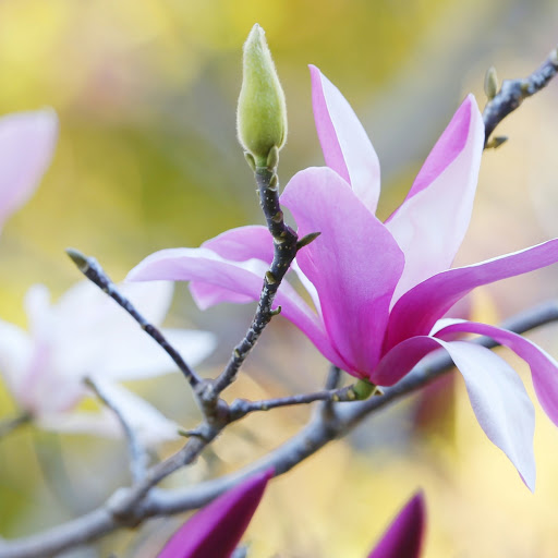 Hd-171791-ascw171791