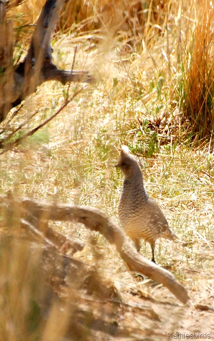 5. scaled quail-kab