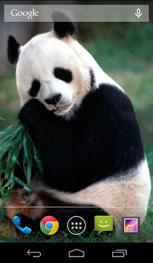 Cute Panda Live Wallpaper Free