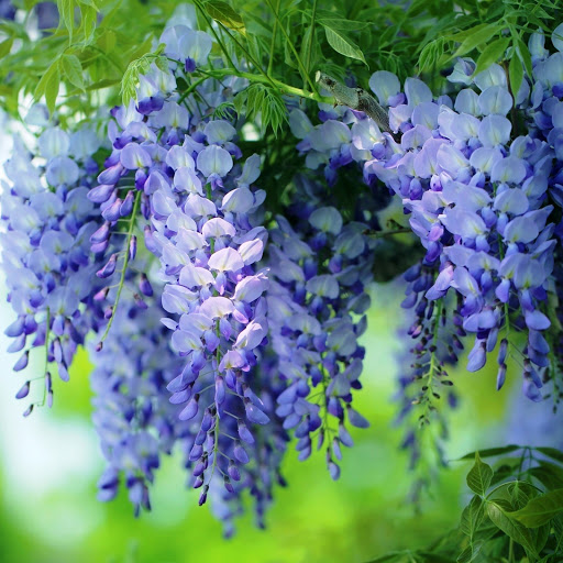 Hd-148705-ascw148705