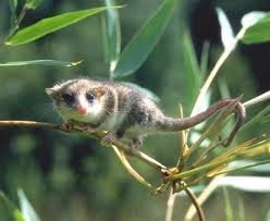 [Amazing%2520Animal%2520Pictures%2520Monito%2520del%2520monte%2520%25286%2529%255B6%255D.jpg]