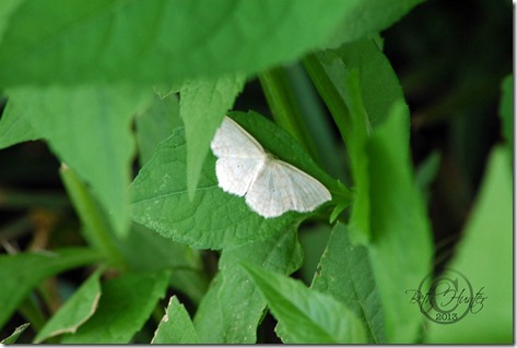 cr-Pale-Beauty-Moth