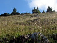 Pašniki na Belski planini
