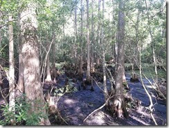 Swamp and Cypress Knees
