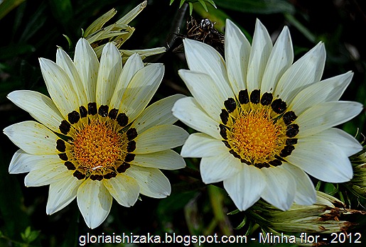 Glória Ishizaka - minhas flores - 2012 - 15