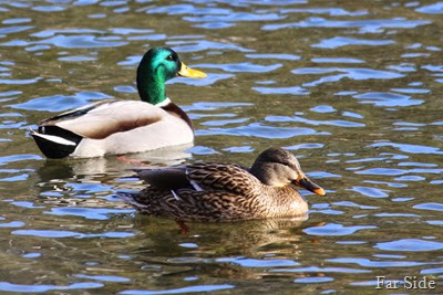 Mallard Ducks in the sun
