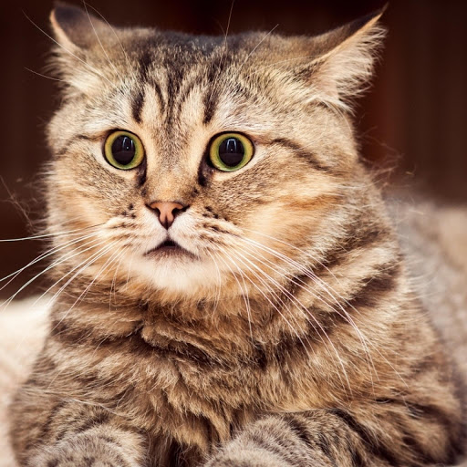 Hd-177254-ascw177254