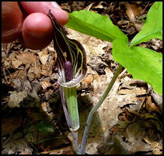 04 - Spring Wildflowers - Jack-In-The-Pulpit - There's Jack