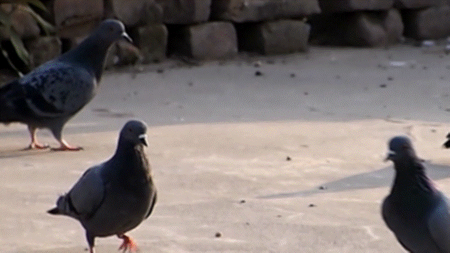 Pigeon(s)