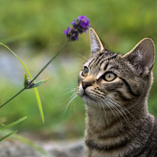 Hd-145579-ascw145579