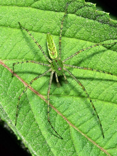 Ascw27971