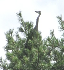 great blue heron 7.30.13 young one on pine tree learning to fly3