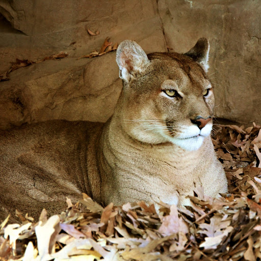 Hd-185935-ascw185935