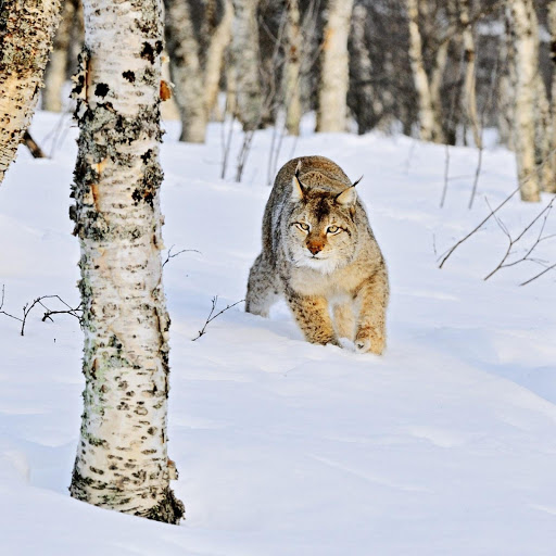 Hd-176263-ascw176263